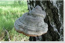 Horse hoof or tinder fungus on tree